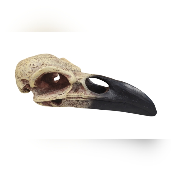 Raven Skull Hideout Bird Gothic Figurine 6 inch Sturdy Solid Decor Pet - Picture 6 of 7